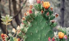 Desafio: você consegue encontrar o gato escondido no cacto em menos de 15 segundos?