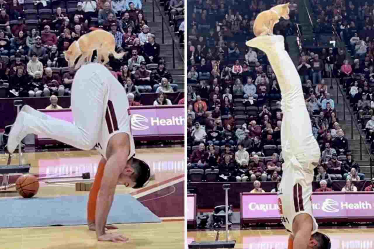 Video incredibile: Il piccolo cane mostra le sue abilità ginnastiche