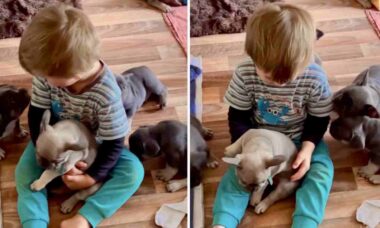 Esse vídeo fofo de menino cercado por filhotes de cães vai aquecer seu coração
