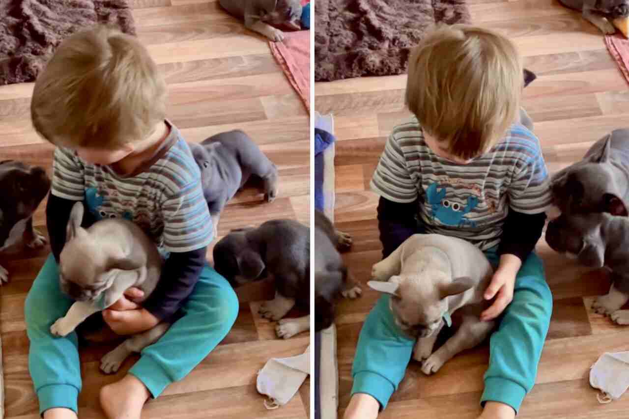 Deze schattige video van een jongen omringd door puppy's zal je hart verwarmen