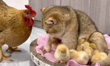 Vídeo fofo: gatinha adota ninhada de pintinhos e deixa galinha confusa