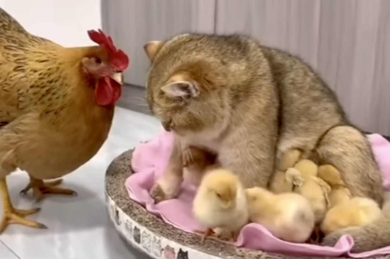 Vídeo fofo: gatinha adota ninhada de pintinhos e deixa galinha confusa