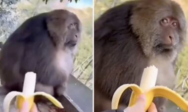 Vídeo hilário: macaco gourmet olha com desprezo para banana