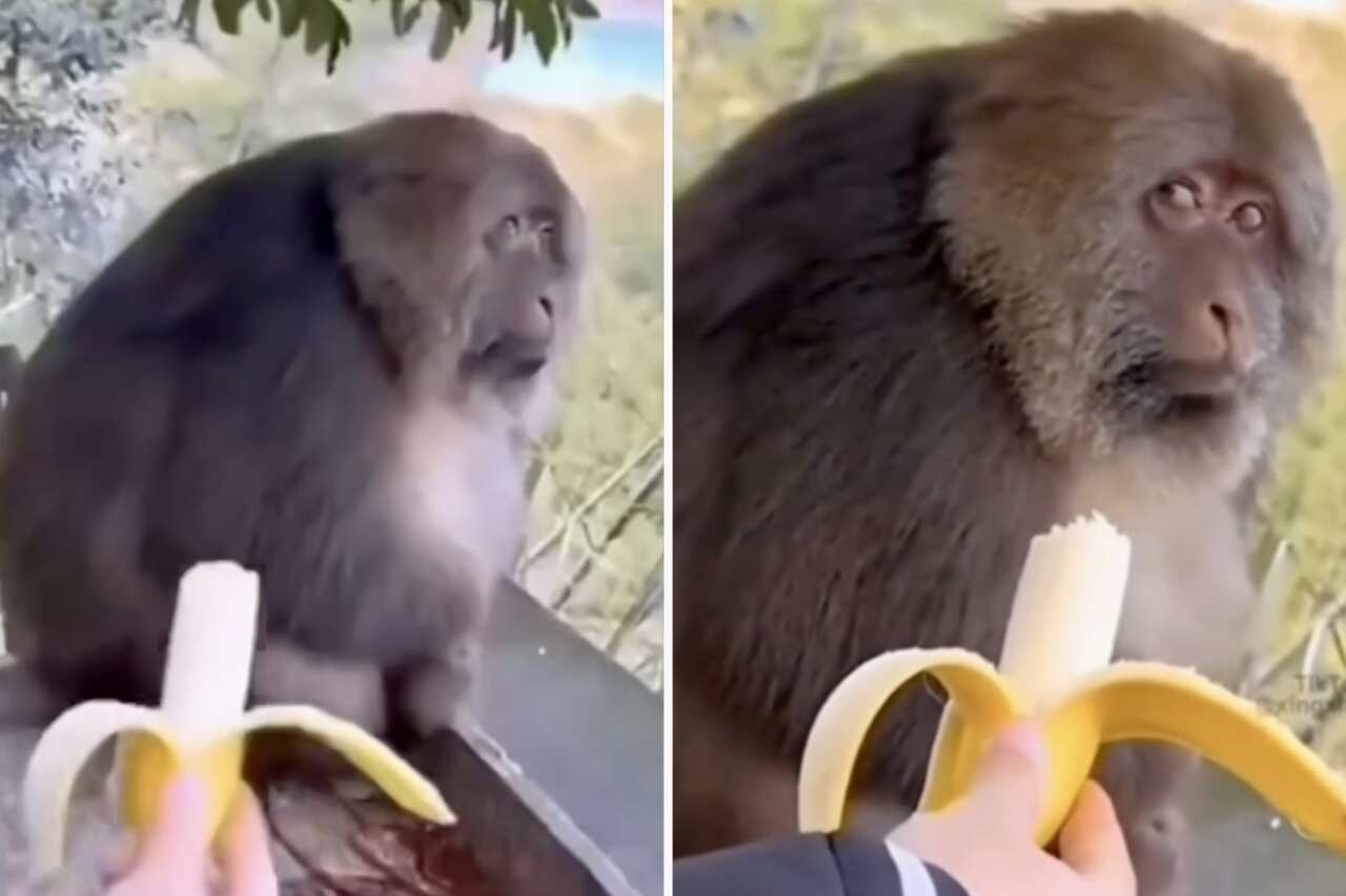Vídeo hilário: macaco gourmet olha com desprezo para banana