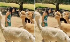 Tente não rir: mulher espera beijo de bicho fofo, mas o resultado é catastrófico