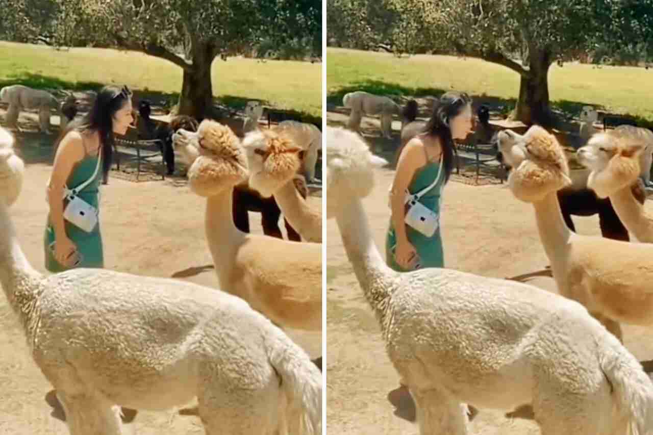 Försök att inte skratta: En kvinna förväntar sig en puss från ett gulligt djur, men resultatet är katastrofalt