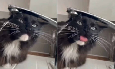 Coleção de vídeos hilários registra gatos bebendo água ou leite