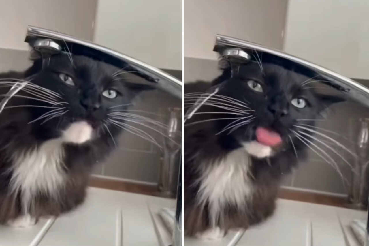 Sammlung von lustigen Videos zeigt Katzen beim Trinken von Wasser oder Milch