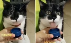 Esses vídeos de gatos vão deixar seu feriado bem mais divertido