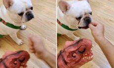 Vídeo hilário: dono adota medida extrema para convencer cão a tomar remédio