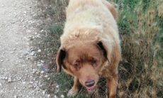 Saiba como aumentar as chances para que seu cão chegue aos 31 anos, idade do recordista de longevidade