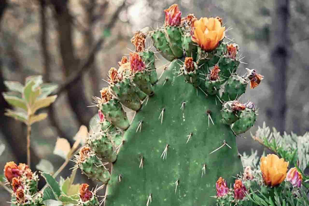 Provocare: Poți găsi pisica ascunsă în cactus în mai puțin de 15 secunde?