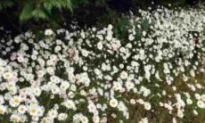 Desafio: só gente com visão muito acima da média vai achar o cão entre as margaridas nessa imagem