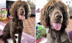 Conheça Reggie, o cão de 'cabelos cacheados' que virou estrela na internet