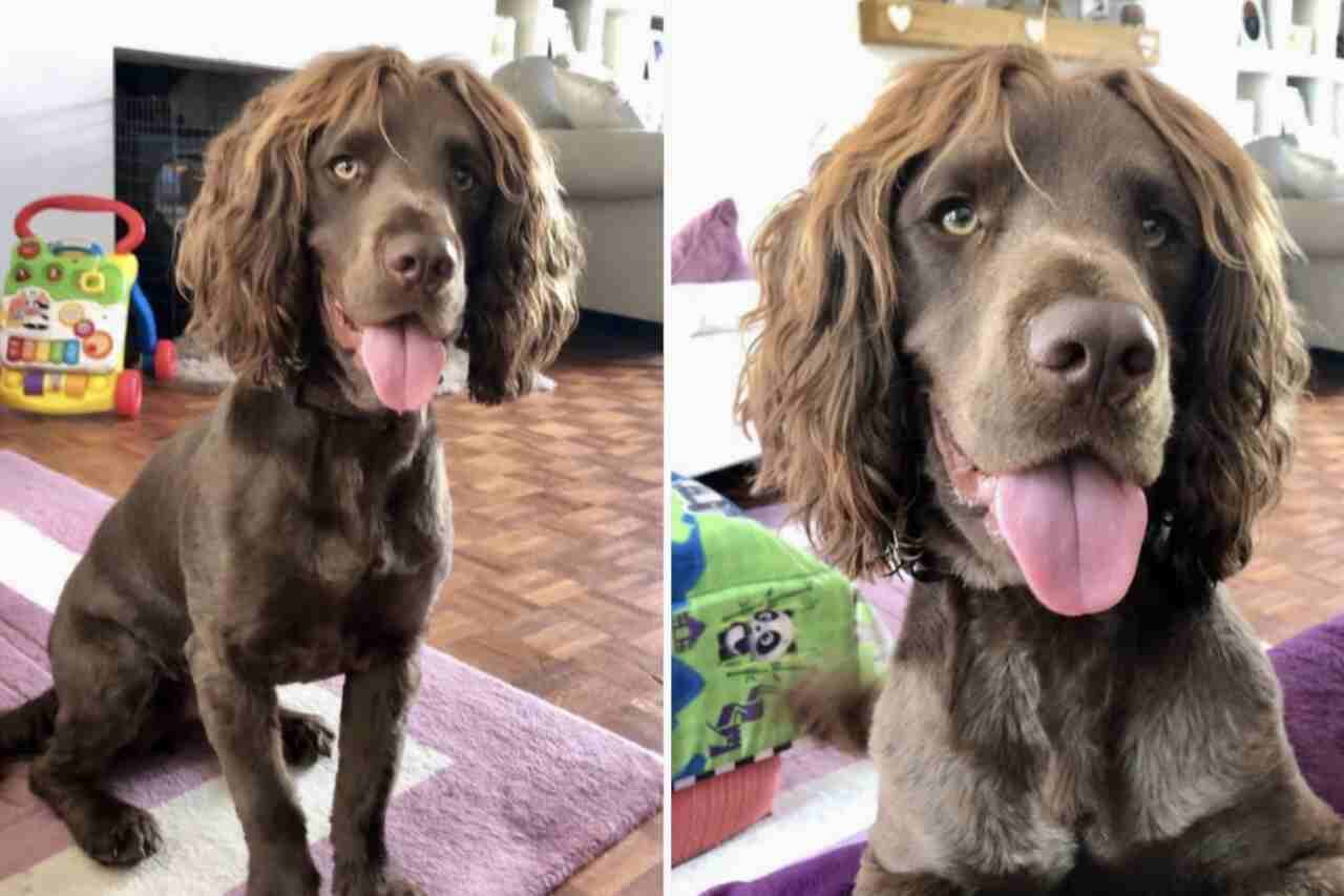 Incontra Reggie, il cane dai 'capelli ricci' diventato una star su Internet