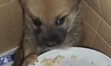 Vídeo comovente: aterrorizado pelos bombardeios em Gaza, cãozinho não consegue comer