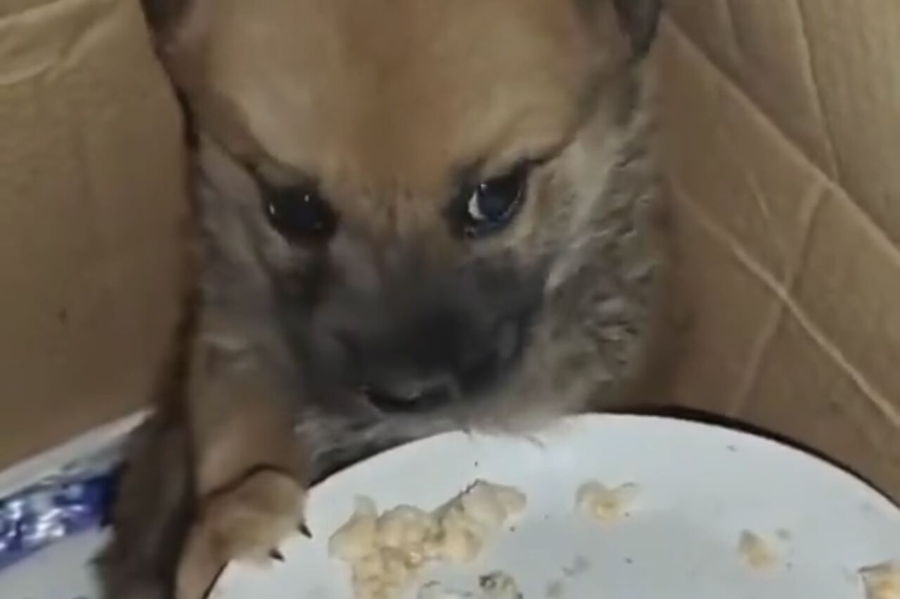 Vidéo déchirante : Terrifié par les bombardements à Gaza, un petit chien ne peut pas manger