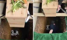 Cão entra em cova, é resgatado pelo filho do morto e atrasa enterro
