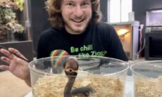 Vídeo assustador: homem dá banho em serpentes e aterroriza a internet