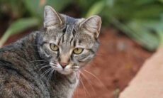 7 dicas para que seu gato explore a vizinhança sem correr riscos