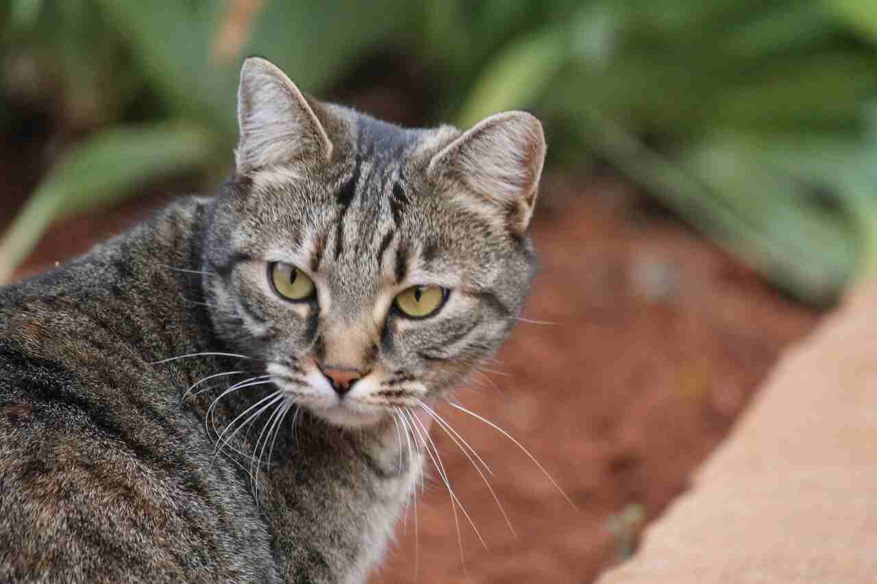7 consigli per far esplorare il tuo gatto nel quartiere in sicurezza