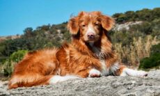Duck tolling retriever da Nova Escócia. Foto: Wikipedia