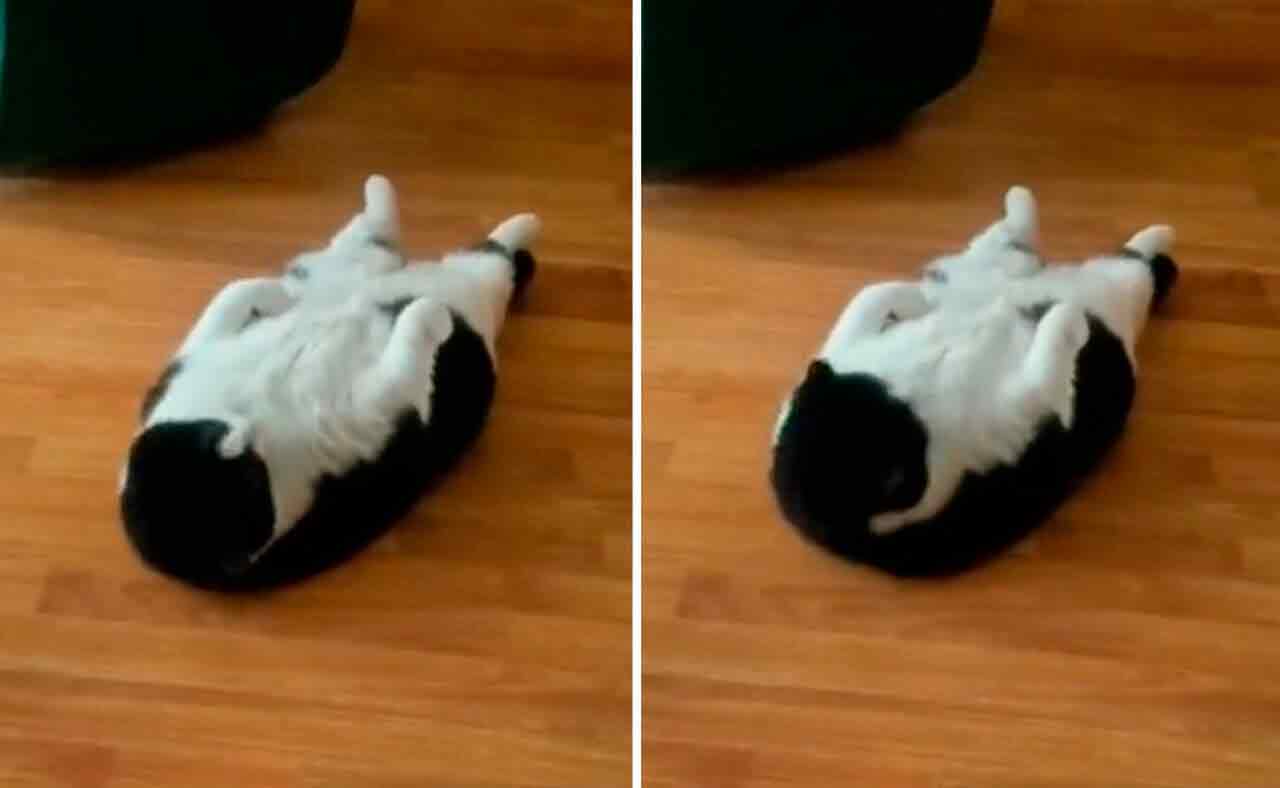 好笑影片：貓咪努力鍛鍊，期待夏天有緊實的腹肌（照片：Twitter截圖）
