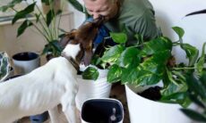 Tudo o que você precisa saber para uma convivência saudável entre pets e plantas