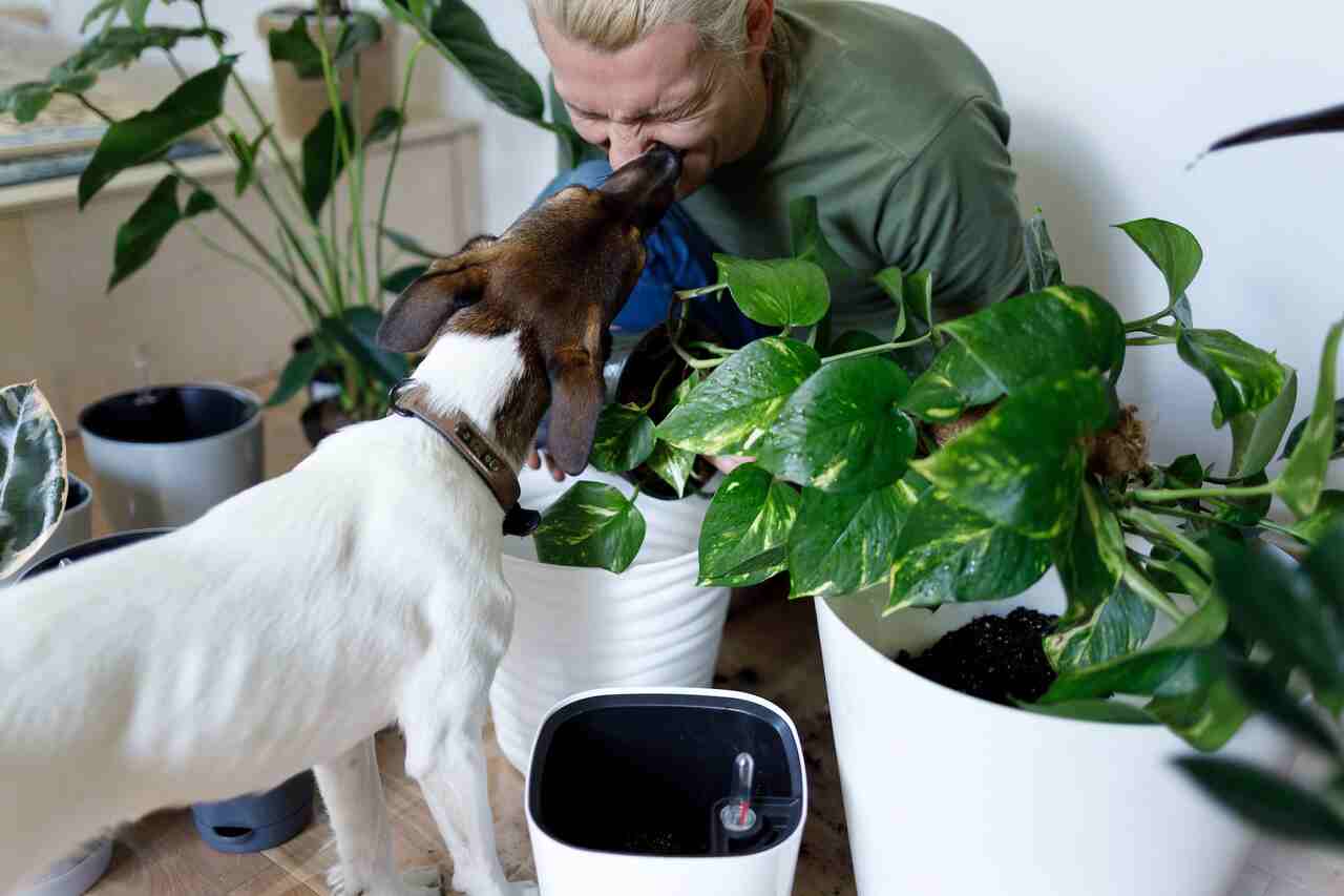 Alles, was Sie für ein gesundes Zusammenleben von Haustieren und Pflanzen wissen müssen