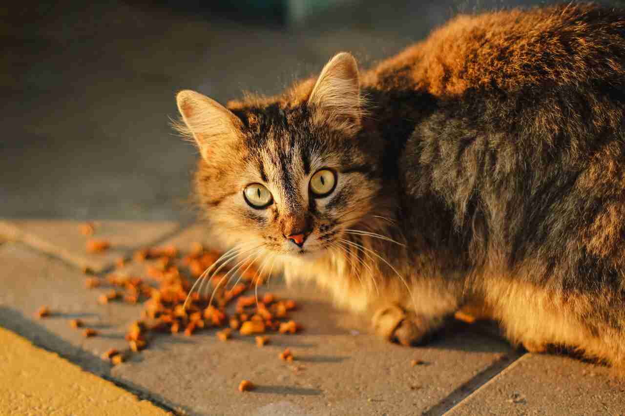 Hrana pe care o oferi ar putea să îți omoare pisica, indică un studiu