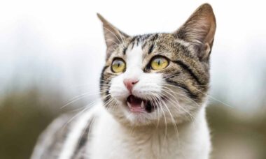 Pesquisa revela que gatos têm 276 expressões faciais diferentes