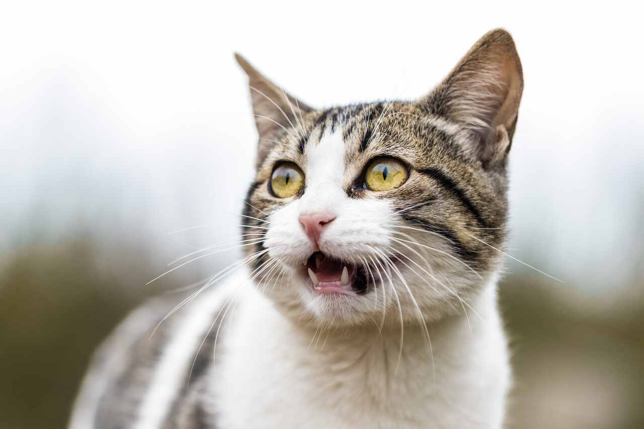Studie avslöjar att katter har 276 olika ansiktsuttryck