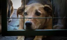 Até 2027, Coreia do Sul vai banir consumo de carne de cachorro