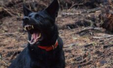 Mulher tem perna amputada após ser atacada por cães