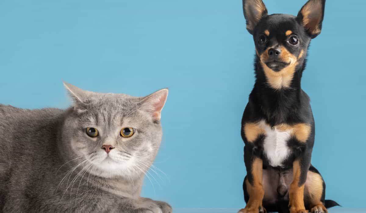 Blue November: Learn How to Prevent and Treat Prostate Cancer in Dogs and Cats