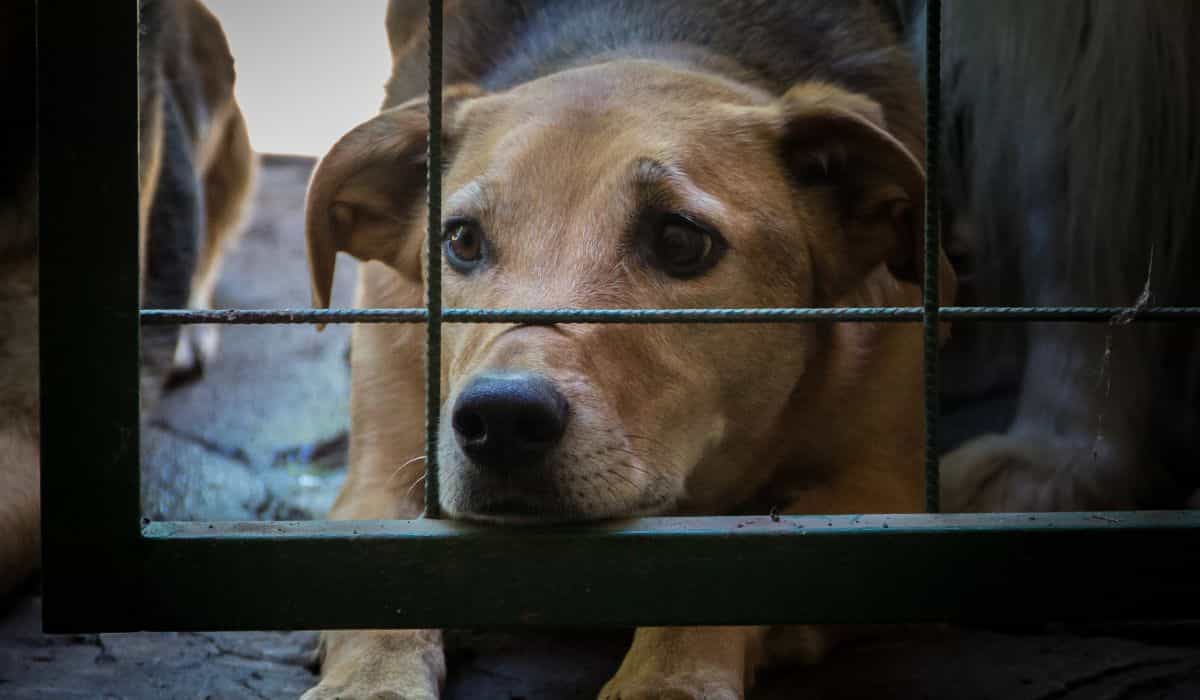 Until 2027, South Korea will ban the consumption of dog meat
