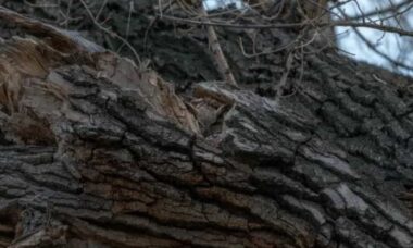Desafio: tente encontrar a coruja escondida na árvore em menos de 10 segundos