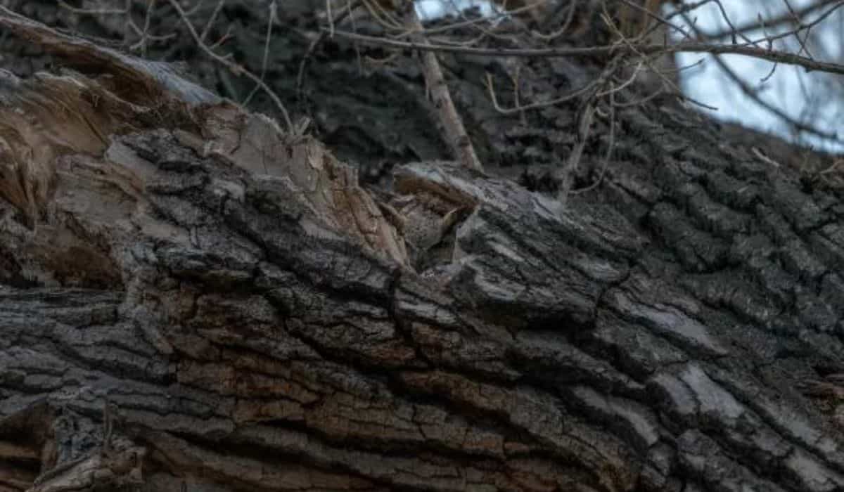 Desafio: tente encontrar a coruja escondida na árvore em menos de 10 segundos