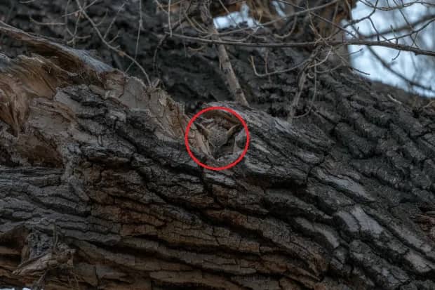 Desafio: tente encontrar a coruja escondida na árvore em menos de 10 segundos (The Sun)
