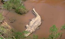 Vídeo aterrorizante mostra o momento que crocodilo come hipopótamo com cordão umbilical ainda preso. Foto: Reprodução instagram