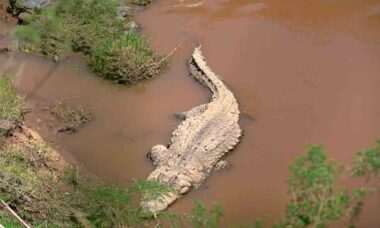 Vídeo aterrorizante mostra o momento que crocodilo come hipopótamo com cordão umbilical ainda preso. Foto: Reprodução instagram