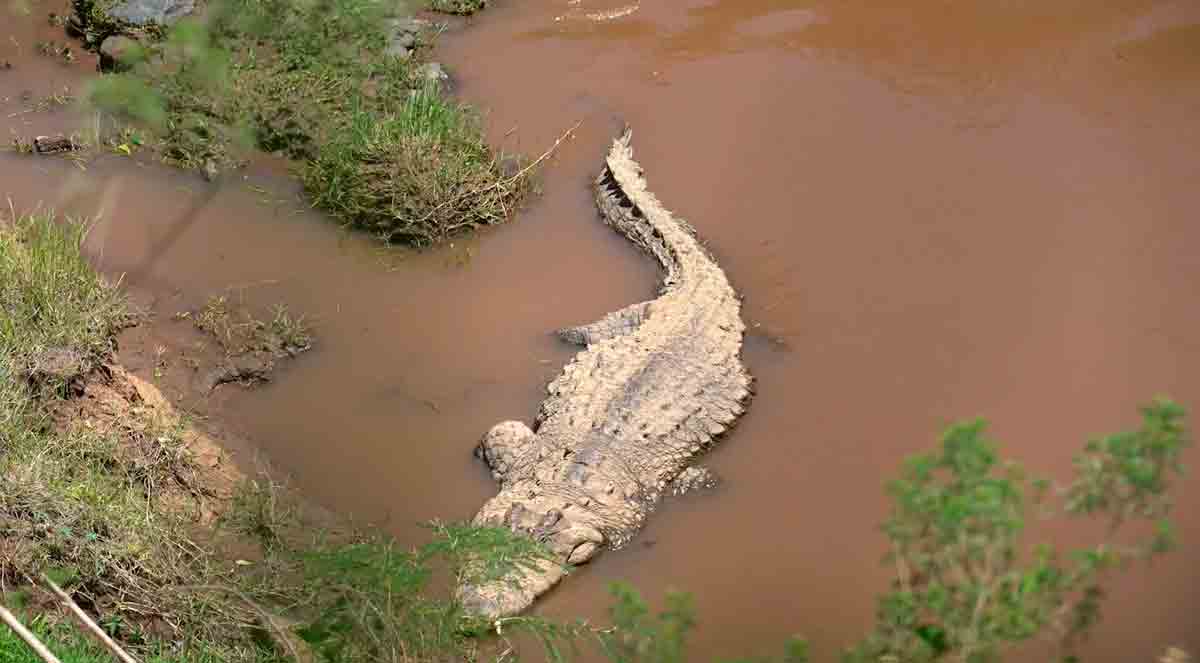 Skremmende video viser øyeblikket krokodille spiser flodhest med navlestrengen fortsatt festet
