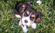 Ver fotos de cães fofos melhora a saúde mental, indica estudo