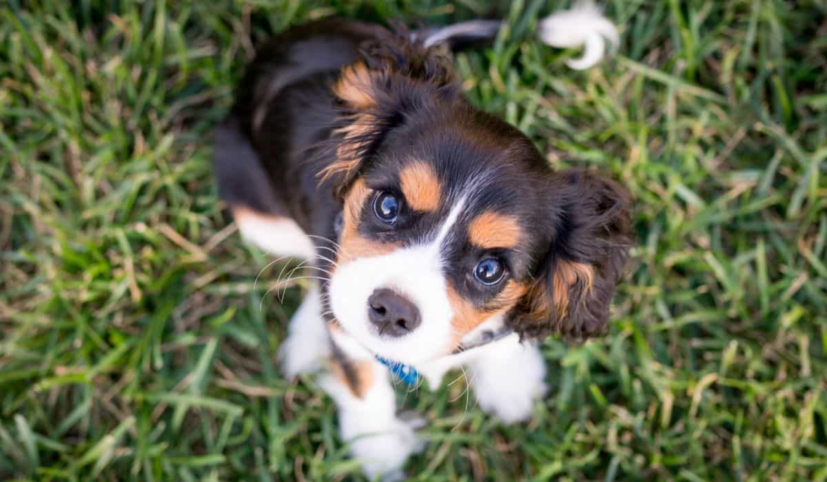 Viewing photos of cute dogs improves mental health, suggests a study