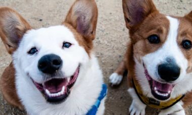 Conheça as imagens vencedoras em concurso mundial de fotos com cães