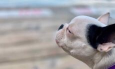 Enxame de abelhas gigantesco mata 4 cães da mesma família