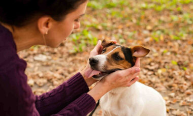 Carinho ajuda no diagnóstico de tumores em cães e gatos; entenda