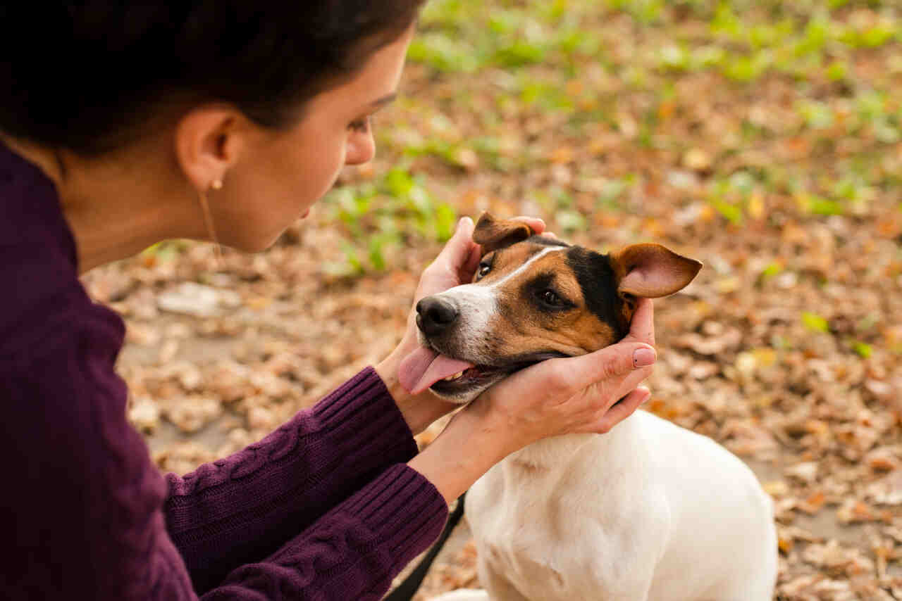 Affection aids in the diagnosis of tumors in dogs and cats; understand