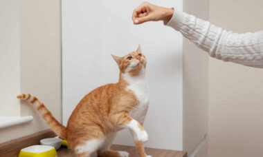 Treine seu gato para fazer esses 10 truques impressionantes