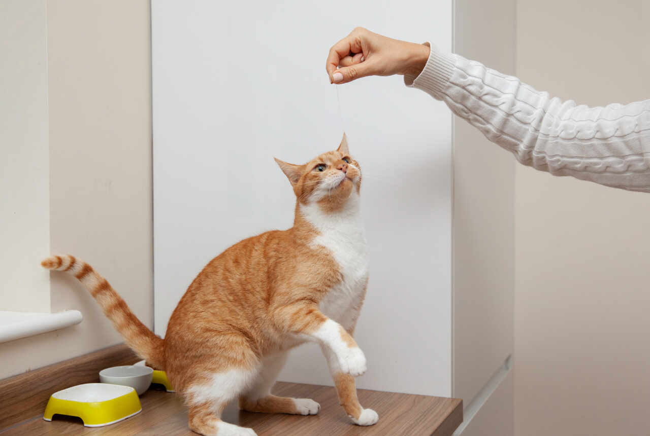 Lär din katt att göra dessa 10 imponerande trick